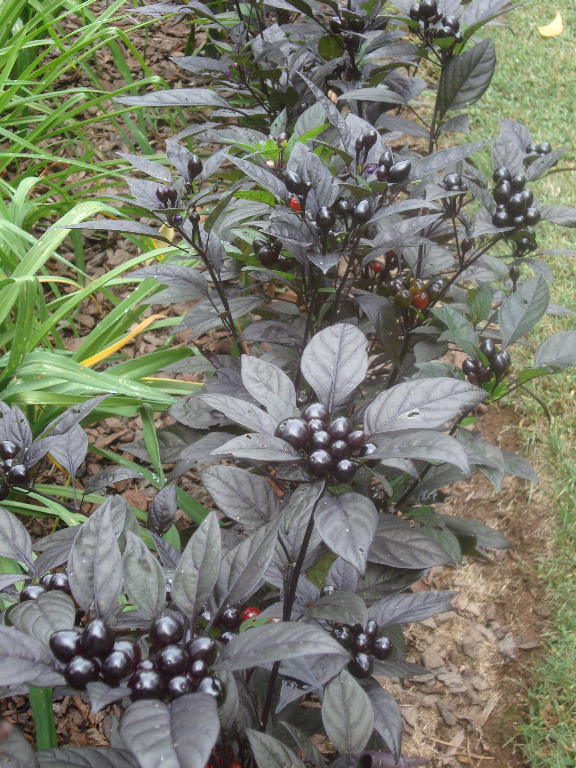Ornamental Peppers 'Black Pearl' 9-27-15