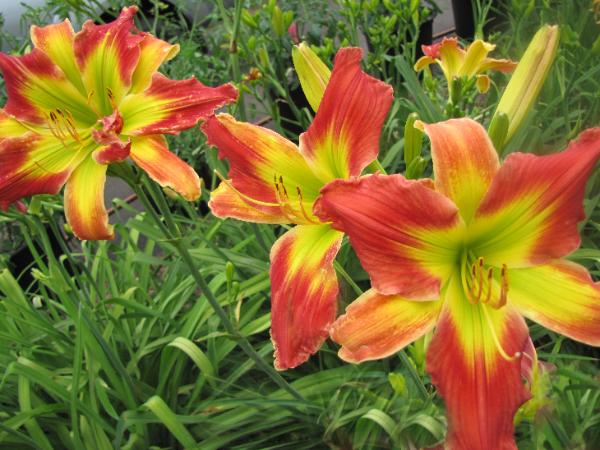 A Charm of Hummingbirds