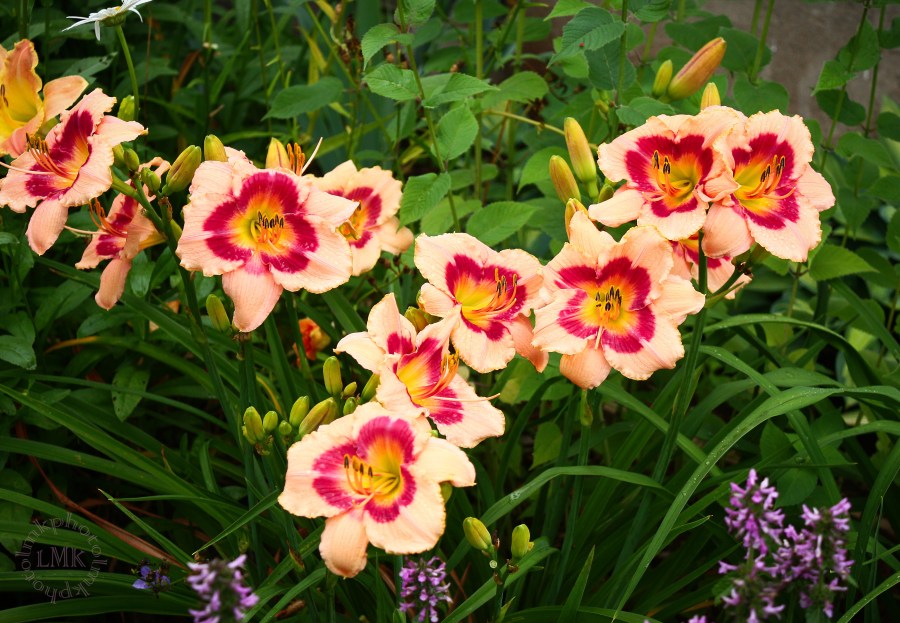 Daylilies 001%2c Wineberry Candy S