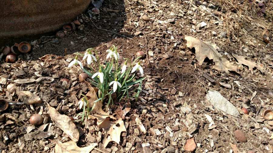 IMG_20160308_114152556