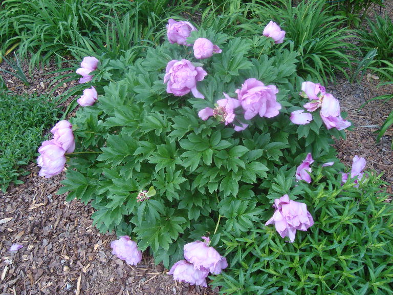 Peony ITOH %27First Arrival%27 4-21-16