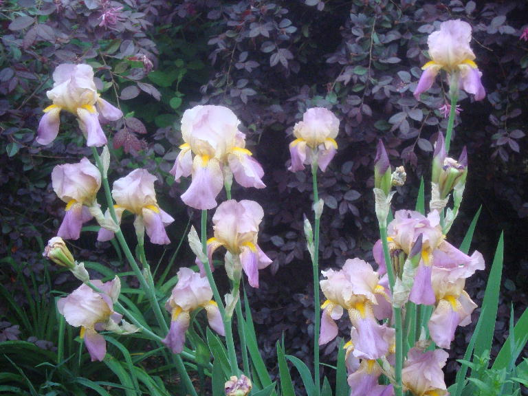 Sherry%27s Tall Bearded Lavender Iris 4-21-16