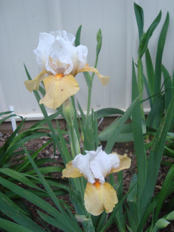 Tall Bearded Iris %27Champagne Encore%27 4-21-16
