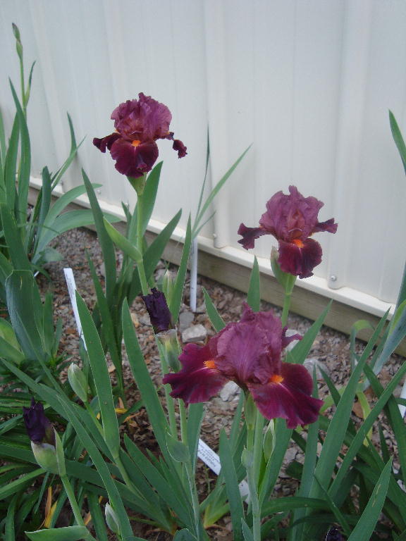 Tall Bearded Iris %27Forged in Fire%27 4-21-16