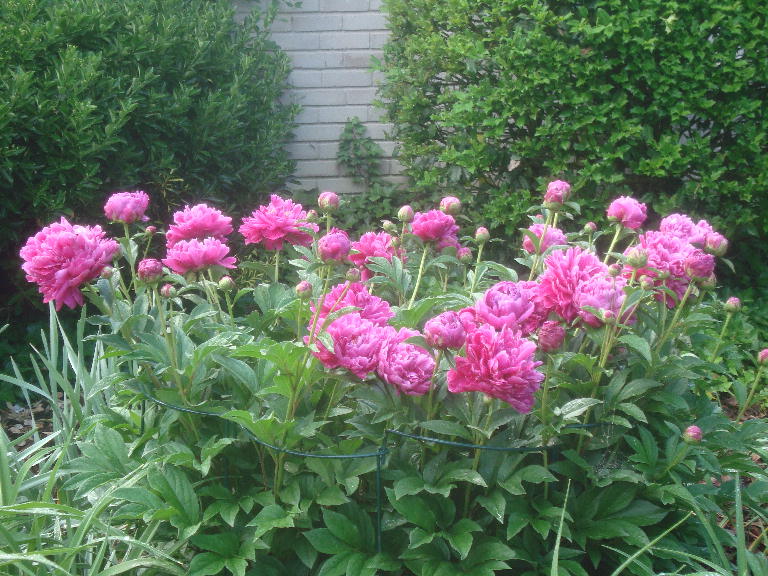 Unknown Peony FF 5-1-16