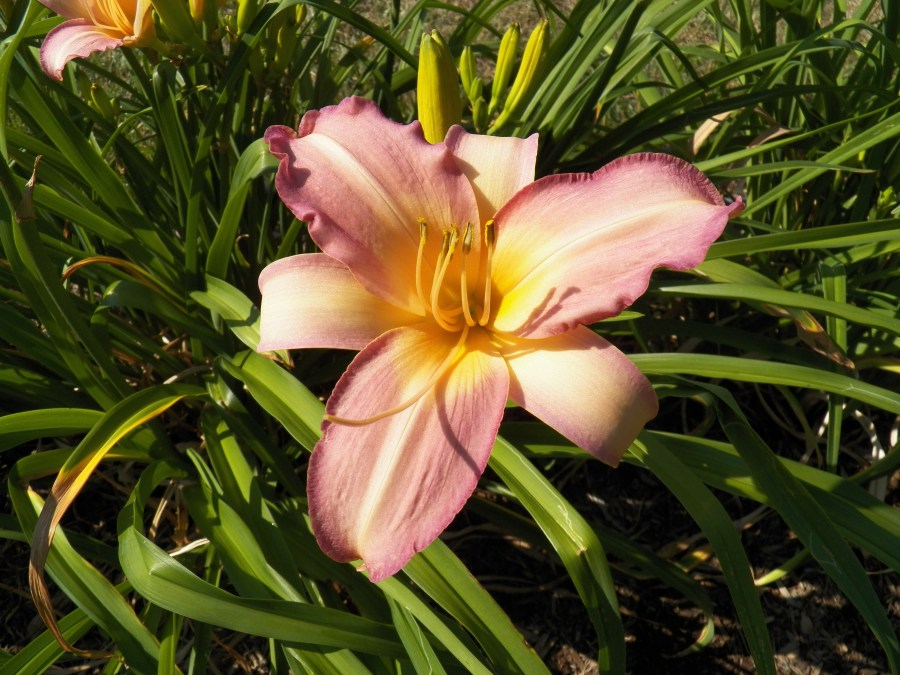 100_5500 Olallie Orchid