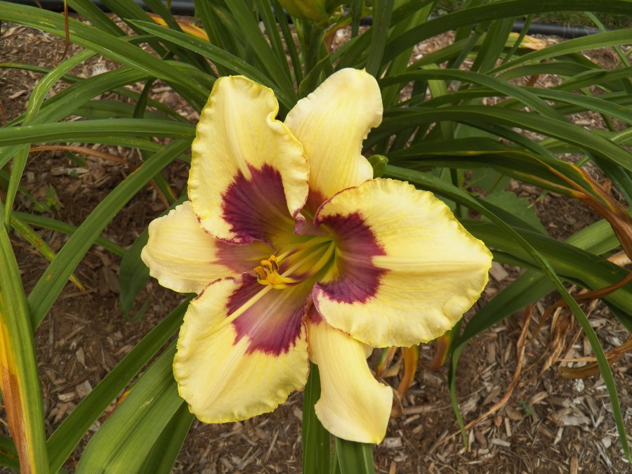 100_5604 Articulate Matrix