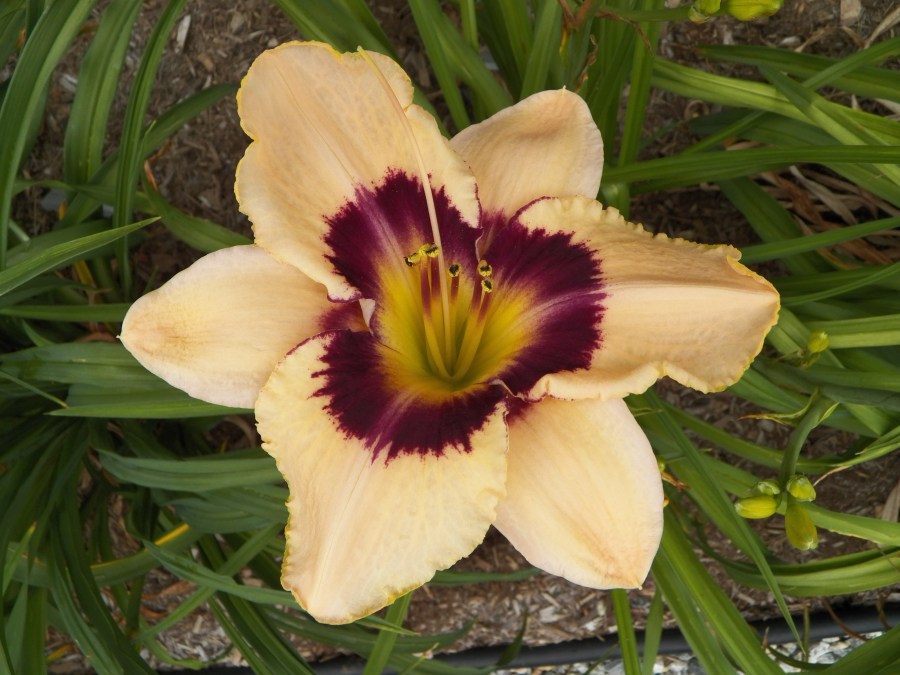 100_5616 Thunder Patch