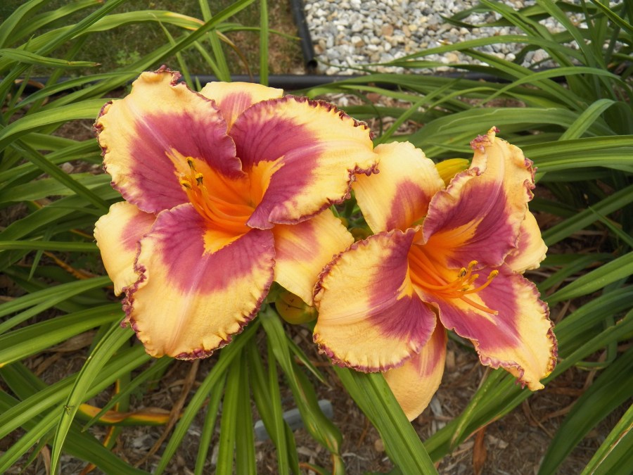 100_5620 Mexican Magic