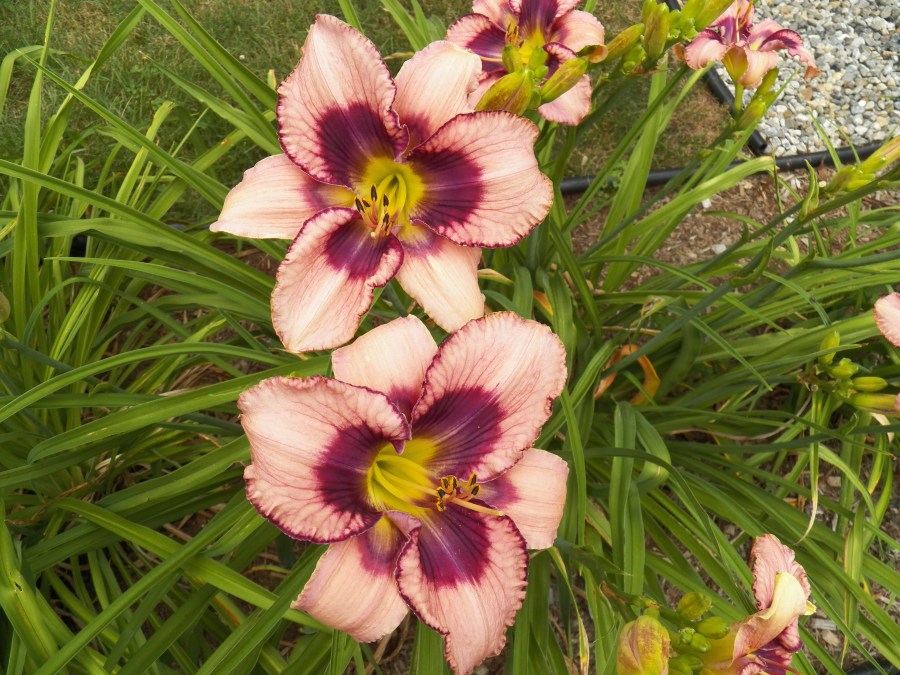 100_5623 Vertical Horizon