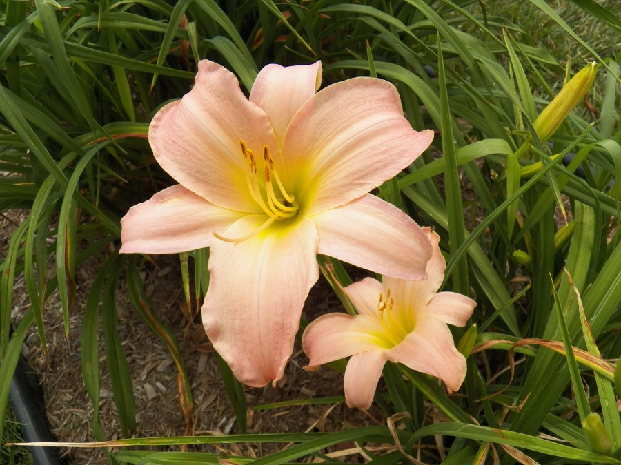 100_5700 Winsome Lady