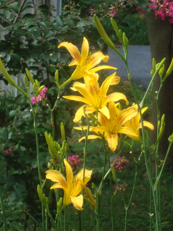 Autumn Minaret 7-11-16