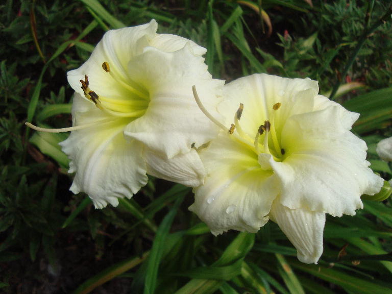 Ebony and Ivory 7-11-16