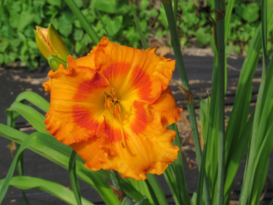 Vitamin C - Owen '11