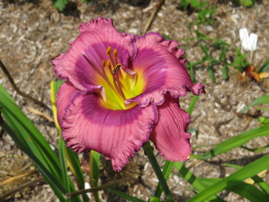 Ashville Mountaineer - Selman '14