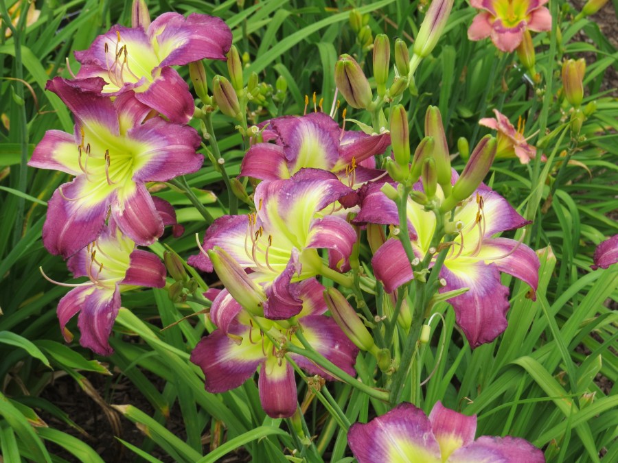 Stargate Portal - Shooter '01