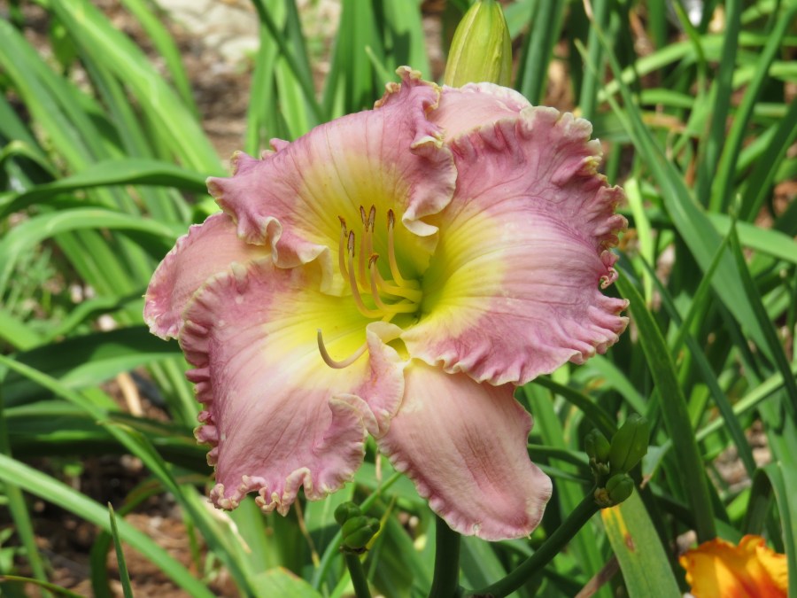 Angels Over Me - Bell '12