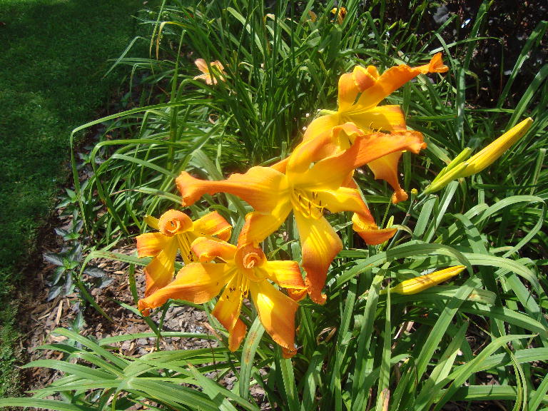 Orange Clown 7-11-16