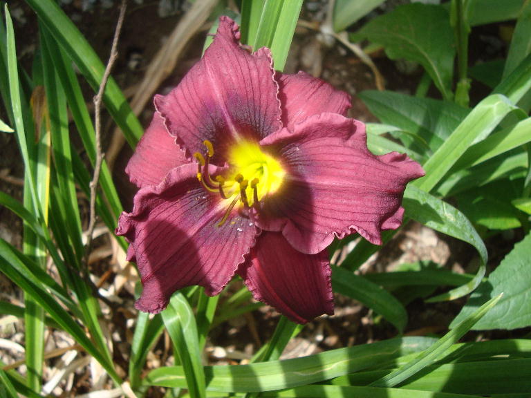 Ruffled Vintage Burgundy 7-11-16