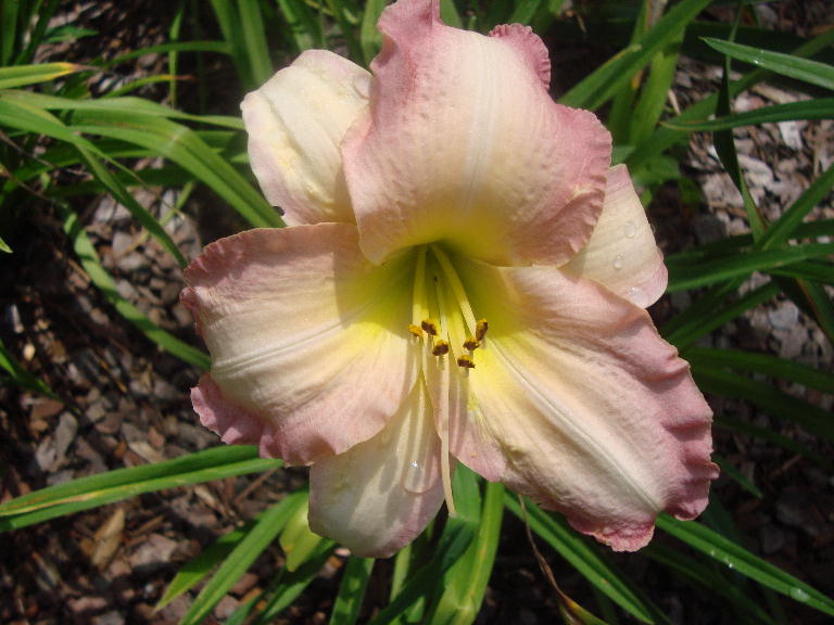 Sweet Country Woman 7-11-16