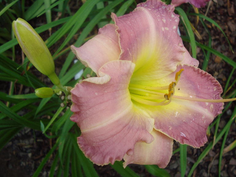 Waves Become Wings 7-11-16