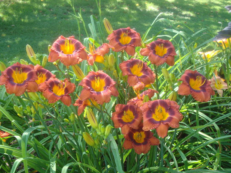 Mahogany Belle 6-28-16