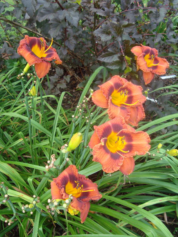 Mahogany Belle 7-9-16