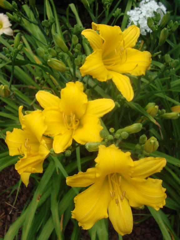 The Kind of September 7-15-16