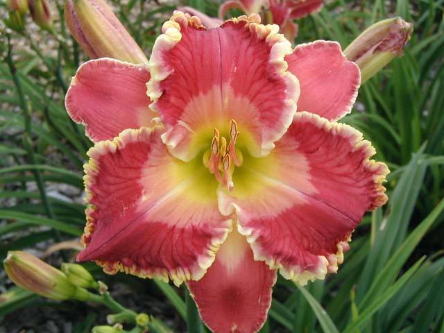 Joy Came Down (Emmerich, 2015) Photo courtesy of the hybridizer.