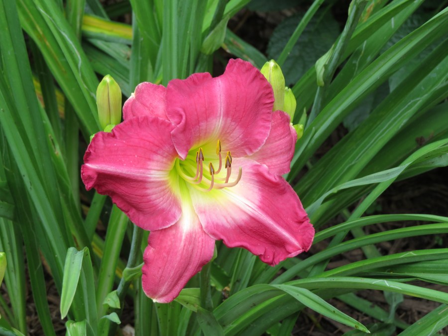 Wesbourne Christmas Fruit Punch - Meadows 2009