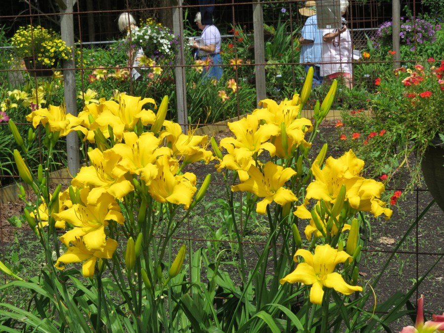 Tidewater Elf - S Holmes 2012