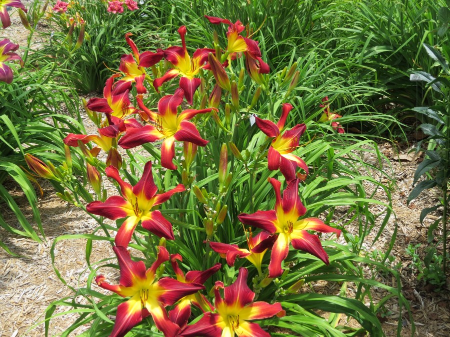 Mystic Pizza - Cochenour 2003