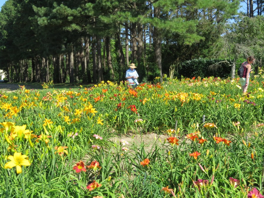 Garden View - Alone with Friends