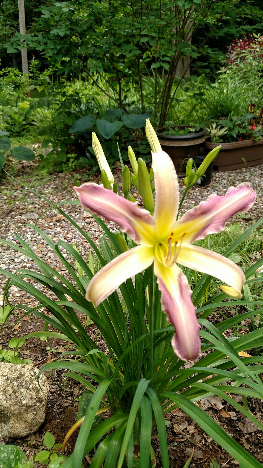 IMG_20170629_122416447