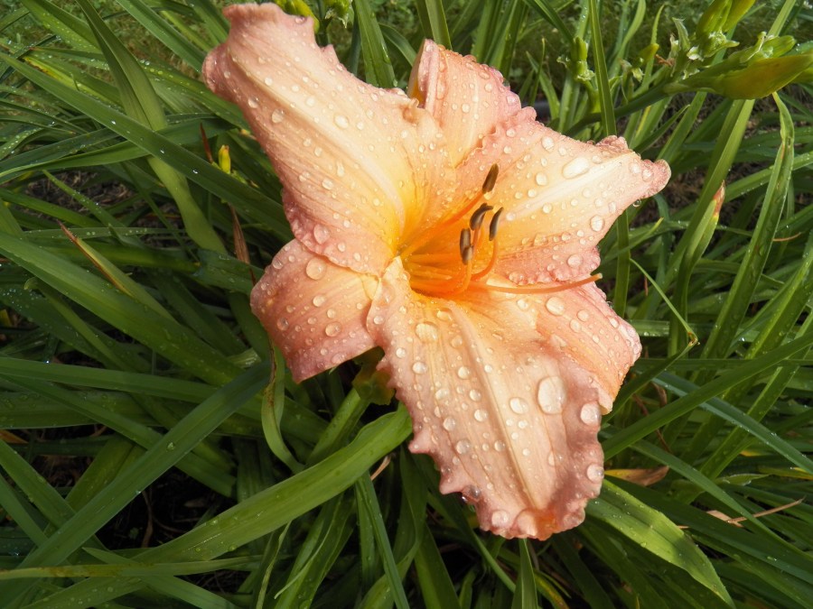 Pink Embers 100_6881