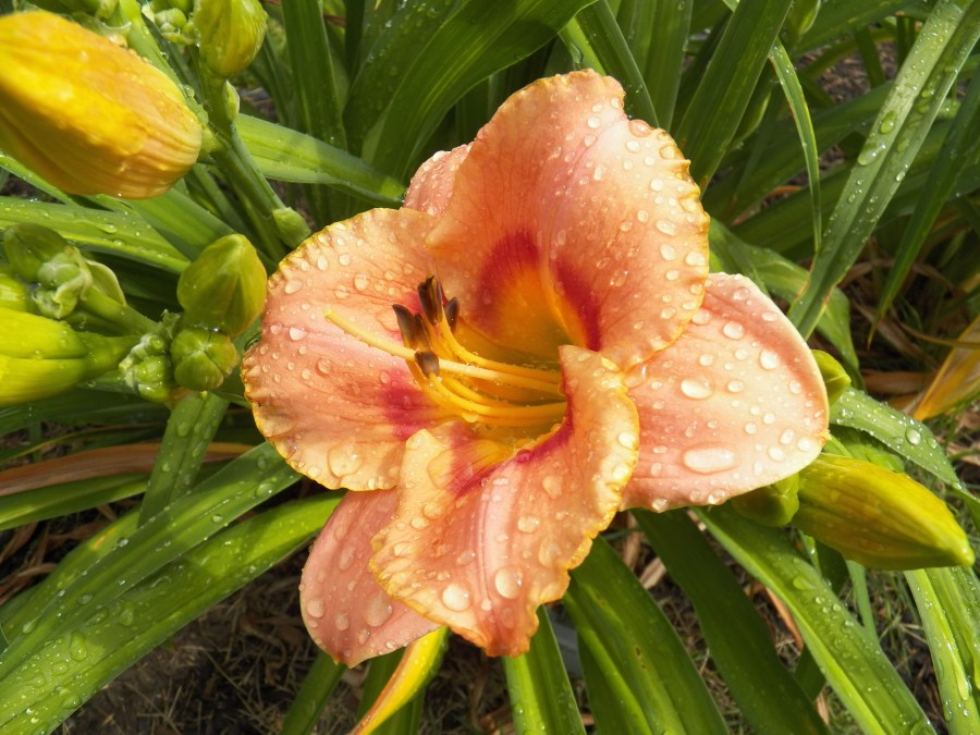 Symphony Chorus 100_6872