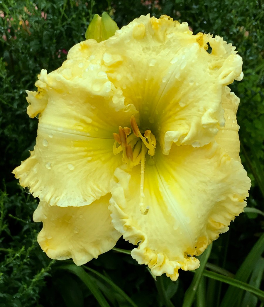 Come Down Oh Love Divine