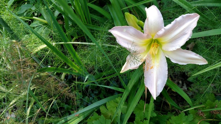 IMG_20170709_155339628