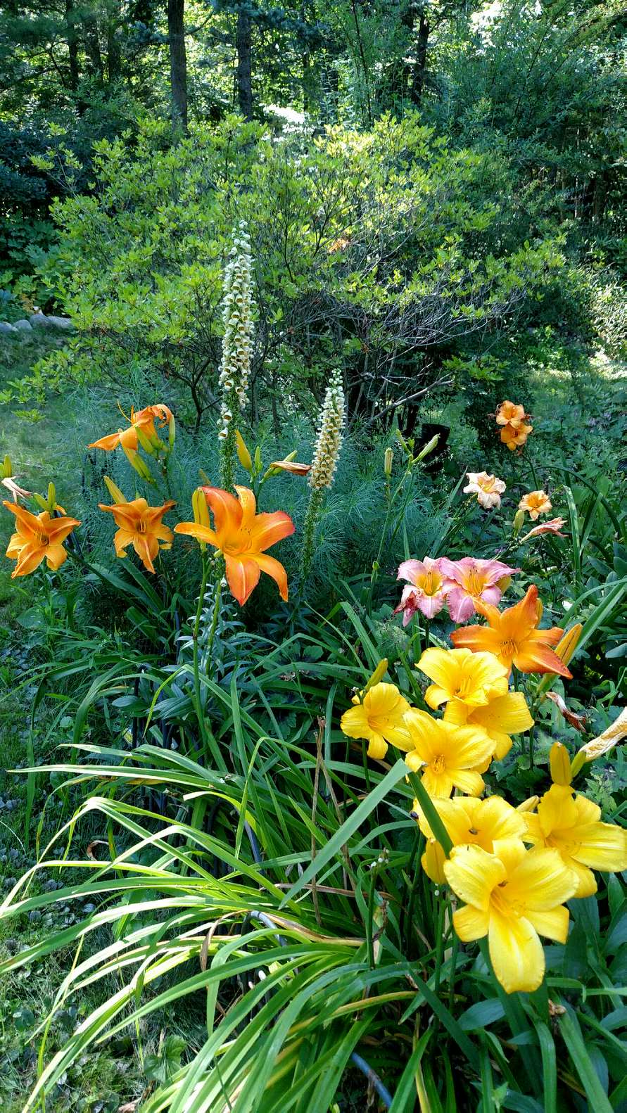 IMG_20170719_154124325