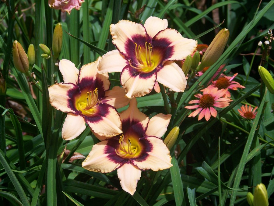 Winyah Dark Edge - Roycroft '99