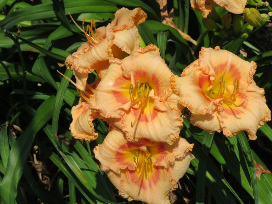 Janet's Glory - Limmer '08