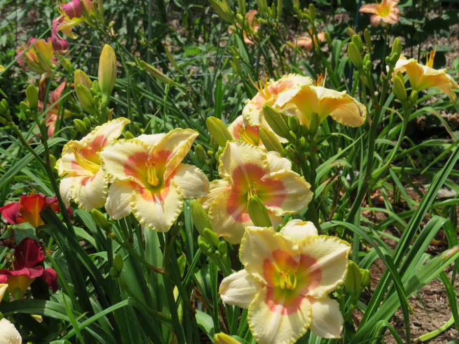 Lady Bandit - Culver '04