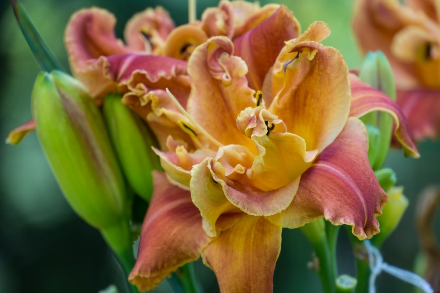 Kim Krodel Daylilies-14