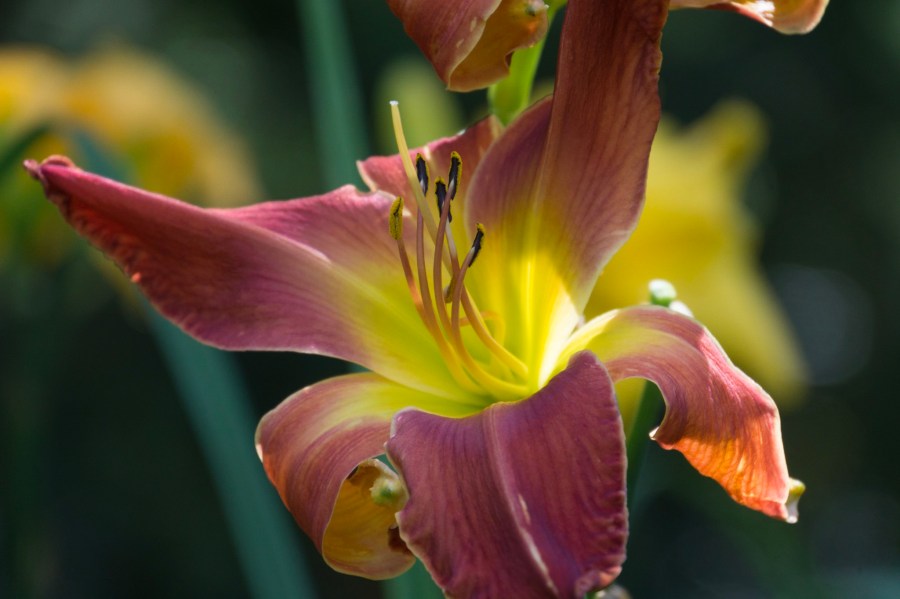 Kim Krodel Daylilies-16