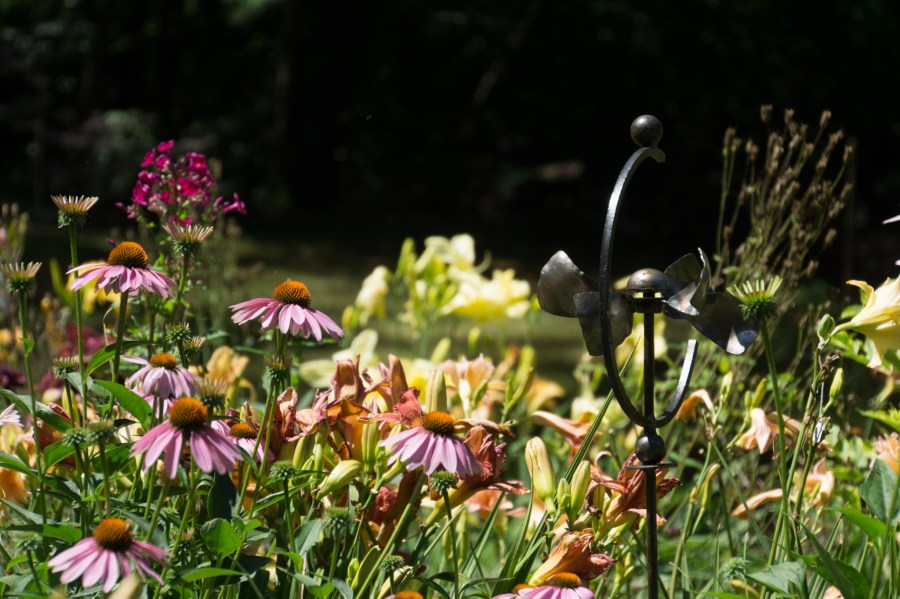 Kim Krodel Daylilies-19