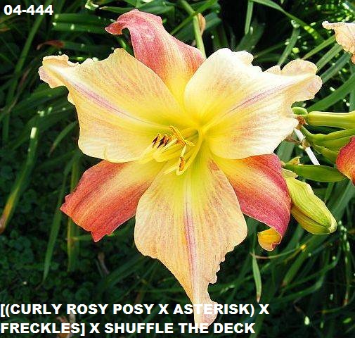 04-444L bachman seedling