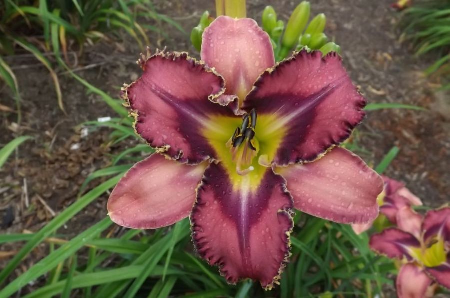 11-355_SING_SING_SING