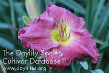 Al Stiles Carl Harmon '15