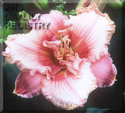 Ann a Santaniello Peggy Corbeil '07