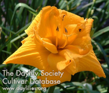 Big George Augie Krupien '98